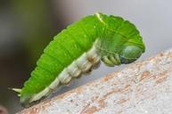 caterpillar-nature-wildlife-larva-543390.jpg