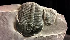 fossil-trilobites-collectibles-1191738.jpg