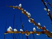 pasture-pussy-willow-flowers-1250808.jpg