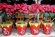 flowerpot-flowers-deco-flower-1124746.jpg