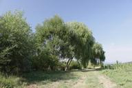 weeping-willow-trees-natural-92787.jpg