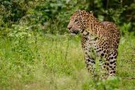 leopard-males-forest-nature-633048.jpg