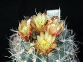 Cactus thorns flower.jpg