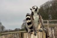 lemur-ring-tailed-primate-animal-1655193.jpg