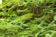 ferns-moss-forest-fouling-901551.jpg