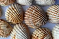 sea-shell-clam-ocean-sea-shells-1162815.jpg