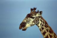 Giraffe African mammal.jpg