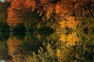 pond-trees-landscape-sunset-autumn-115537.jpg