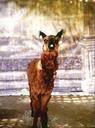 Roberto_Huarcaya_-_Guanaco_"Panchito"_de_la_serie_Identidades_-_Google_Art_Project.jpg