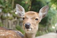 deer-nara-face-of-deer-539038.jpg