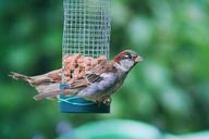 sparrow-sperling-house-sparrow-1566193.jpg