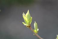 engine-plant-tree-branches-spring-713246.jpg