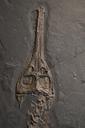 fossil-skull-head-skeleton-1577101.jpg