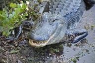 alligator-crocodile-dangerous-hir-485191.jpg