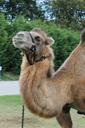 camel-zoo-animals-670552.jpg