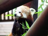 red-panda-red-panda-eating-sitting-708039.jpg