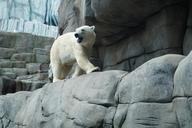 polar-bear-zoo-hagenbeck-animal-881731.jpg