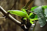 praying-mantis-animal-leaf-359200.jpg