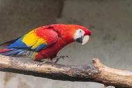 parrot-bird-parrots-animal-plumage-1367209.jpg