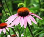 cone-flower-echinacea-pink-1416151.jpg