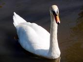 The_Serenity_of_the_Swan_!.jpg