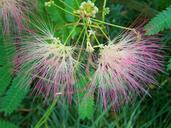 japan-silk-acacia-pink-flower-nature-853326.jpg