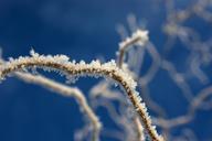 ice-winter-frost-nature-640777.jpg