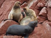 sea-lions-rocks-coast-shore-marine-1253281.jpg