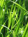 weed-grass-hay-plant-flora-nature-912899.jpg