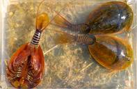 lepidurus-apus-lake-shore-crustacean-1211788.jpg