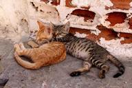 pet-cat-kitten-brothers-and-sisters-1000310.jpg