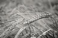 agriculture-autumn-background-71592.jpg