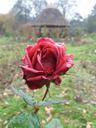 rose-arboretum-botanical-szeged-652555.jpg