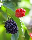 blackberries-ripe-plant-fruit-1022848.jpg