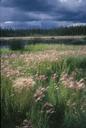 Summer storm over meadow.jpg