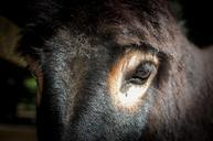 eye-the-horse-animal-village-snout-427945.jpg