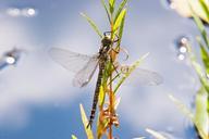 animals-water-insect-wing-lake-426599.jpg