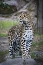 leopard-zoo-cat-feline-exotic-402109.jpg