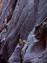 Cliffs narrows in Zion national park.jpg