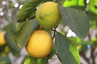 lemons-yellow-fruit-plant-juice-1197985.jpg