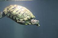 tortoise-turtle-water-aquarium-390817.jpg