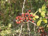 blackberries-black-and-red-fruit-502294.jpg