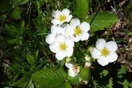 strawberry-flower-blossom-bloom-333747.jpg