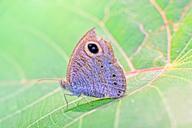 butterfly-kerala-india-637947.jpg