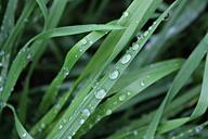 rain-field-wet-drops-drops-of-rain-605586.jpg