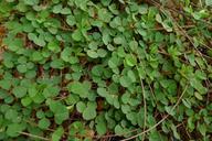 Resembling_duckweed_on_land.jpg