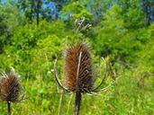 weed-dried-spiky-dead-plant-sharp-71009.jpg