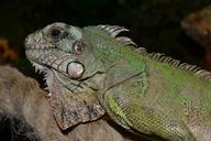 reptile-terrarium-creature-lizard-763851.jpg