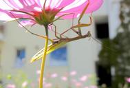 praying-mantis-insect-green-blossom-59153.jpg