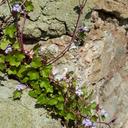 weeds-purple-outdoor-green-nature-1384288.jpg